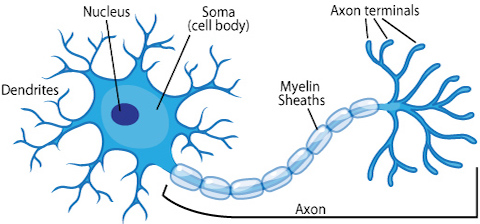 biological neuron